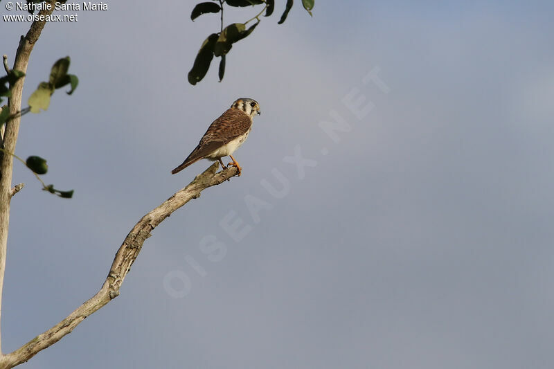 American Kestrel female adult, identification