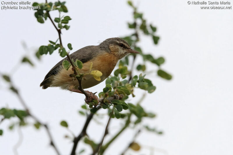 Northern Crombecadult, identification, habitat