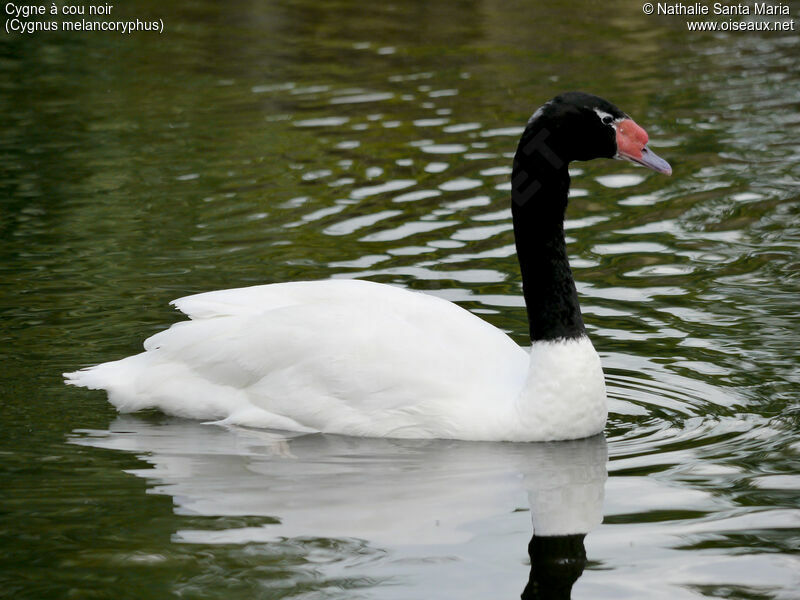 Cygne à cou noiradulte, identification, nage, Comportement