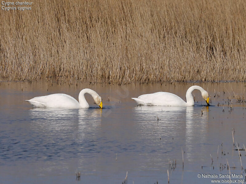 Whooper Swanadult, swimming