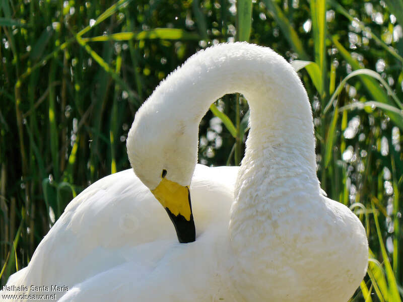 Cygne chanteuradulte, soins, Comportement