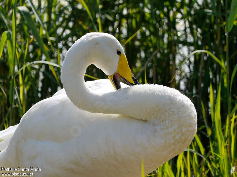 Cygne chanteuradulte, soins, Comportement