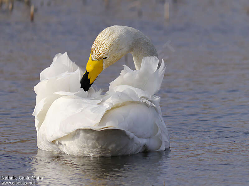 Cygne chanteuradulte, soins, nage, Comportement