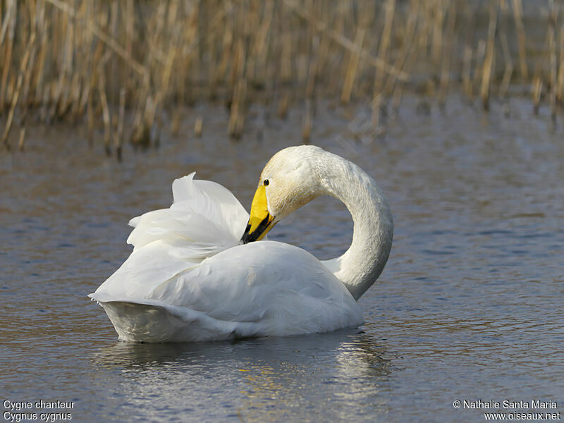 Cygne chanteuradulte, identification, soins, nage, Comportement