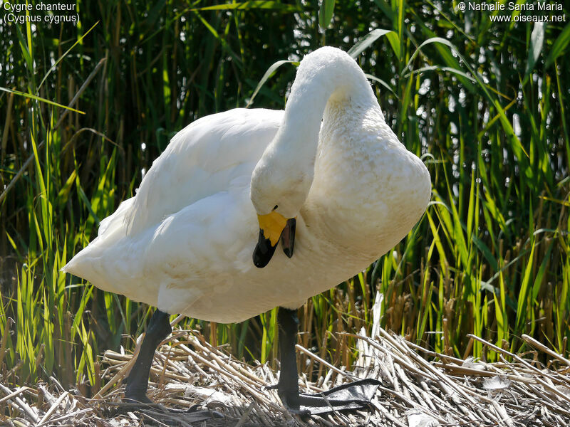 Cygne chanteuradulte, identification, habitat, soins, Comportement