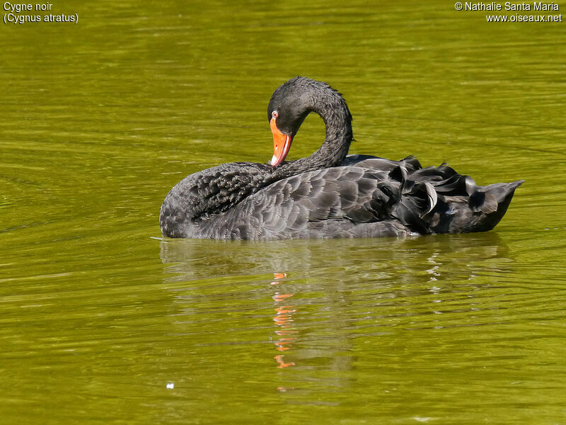 Cygne noiradulte, identification, soins, nage, Comportement