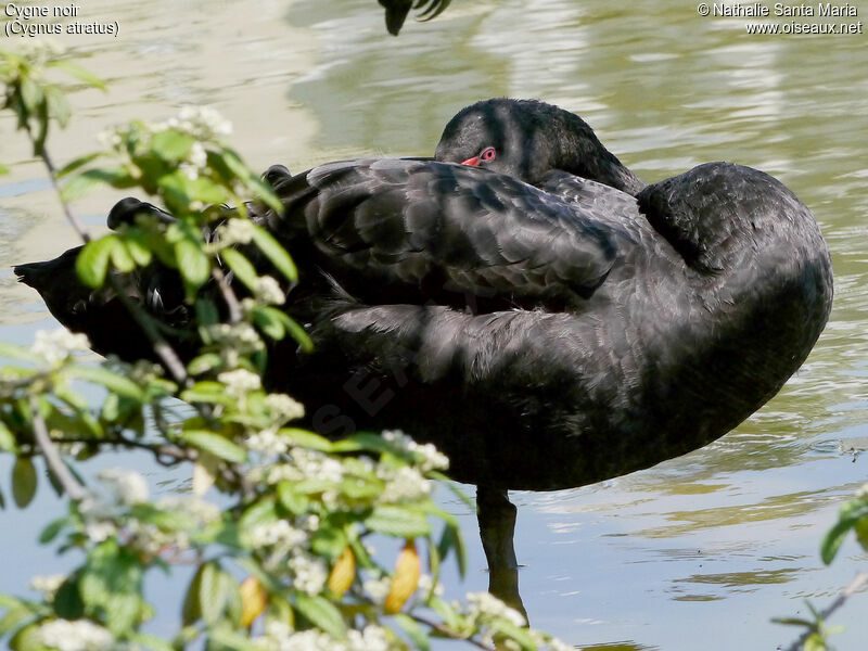 Black Swanadult, identification, Behaviour