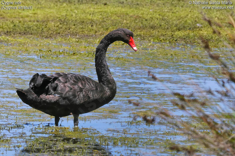 Black Swanadult, identification