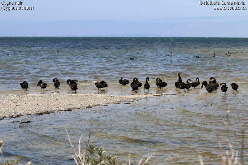 Cygne noir, habitat