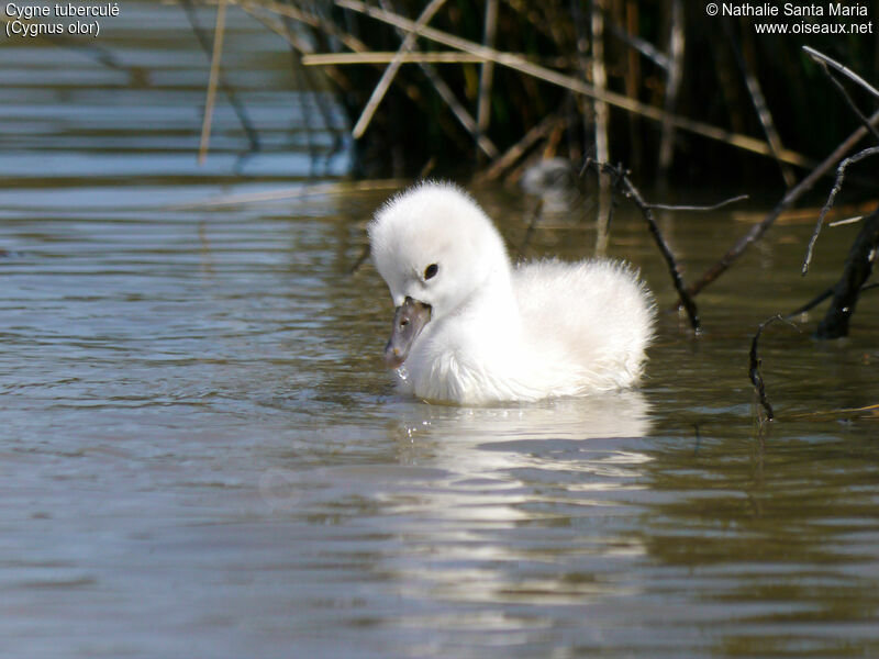 Cygne tuberculéPoussin, identification, nage