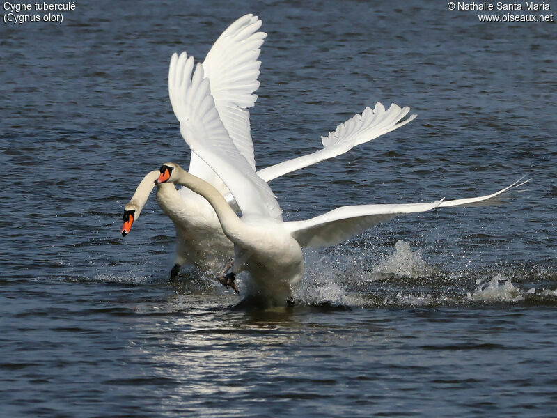 Mute Swanadult, Flight