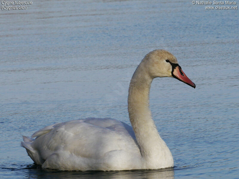 Cygne tuberculéimmature, identification, nage