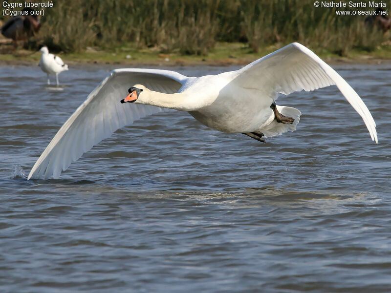 Cygne tuberculé femelle adulte, identification, Vol, Comportement