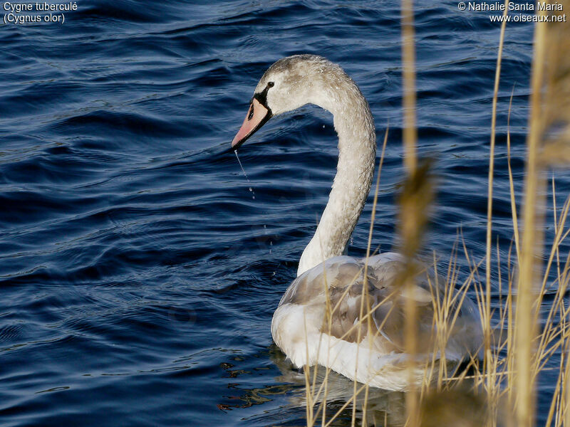 Mute Swanimmature, identification, swimming