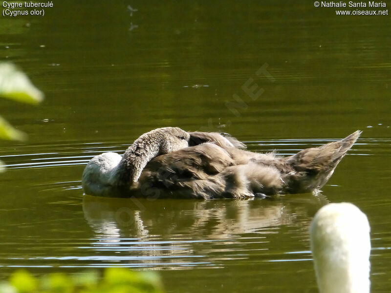 Cygne tuberculéimmature, identification, soins, nage, Comportement