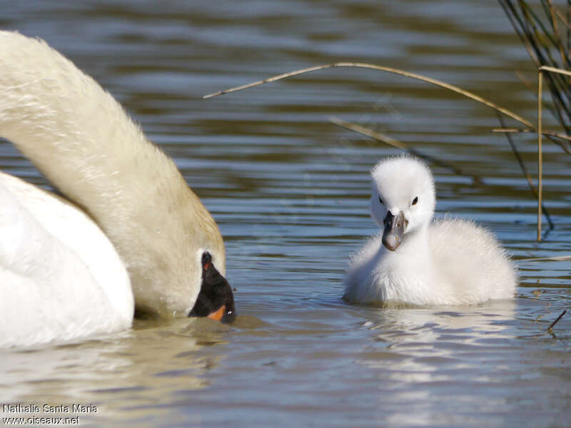 Cygne tuberculéPoussin, identification, nage