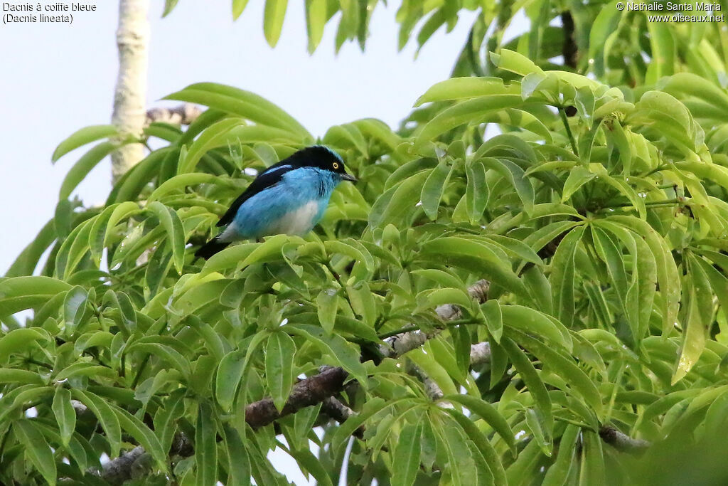 Black-faced Dacnis