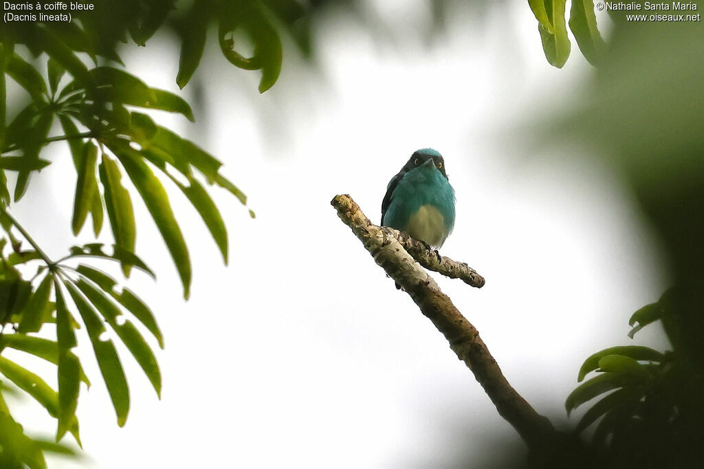 Black-faced Dacnis