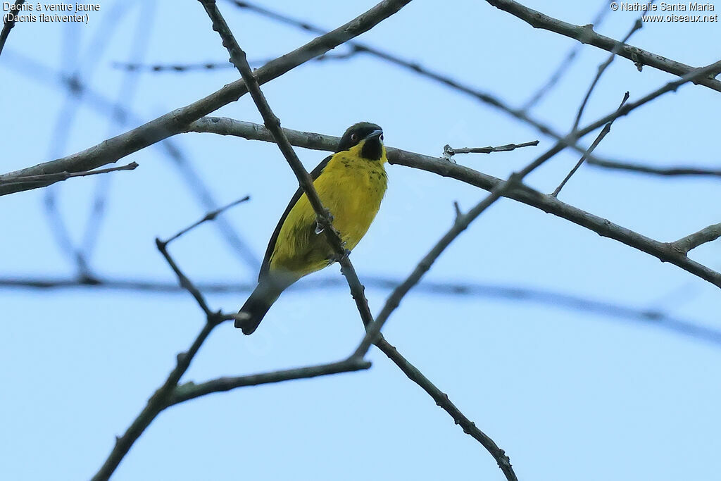 Yellow-bellied Dacnis