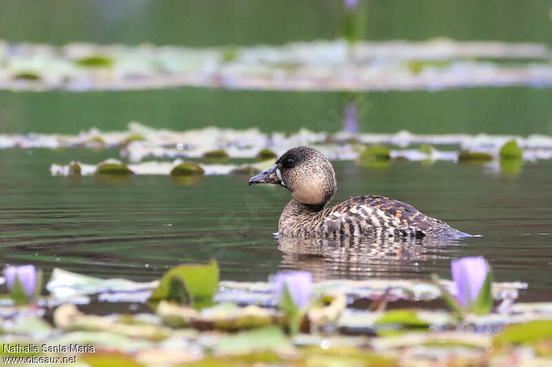 White-backed Duckadult, identification, swimming