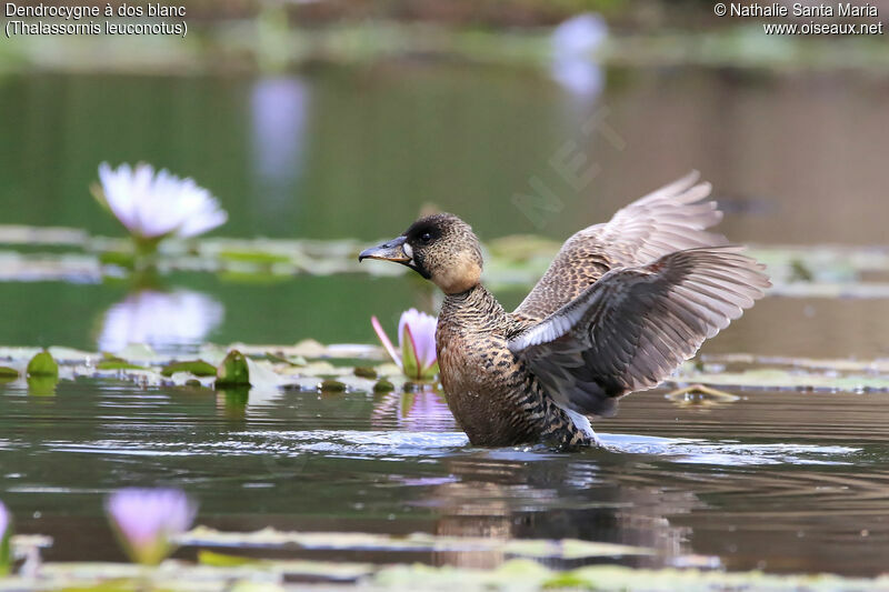 White-backed Duckadult, identification, habitat, care, swimming, Behaviour