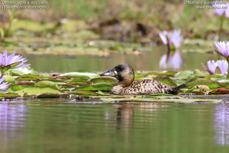 White-backed Duckadult, identification, habitat, swimming