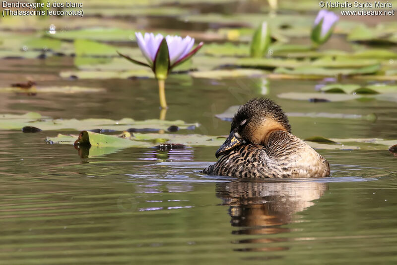 White-backed Duckadult, identification, habitat, swimming