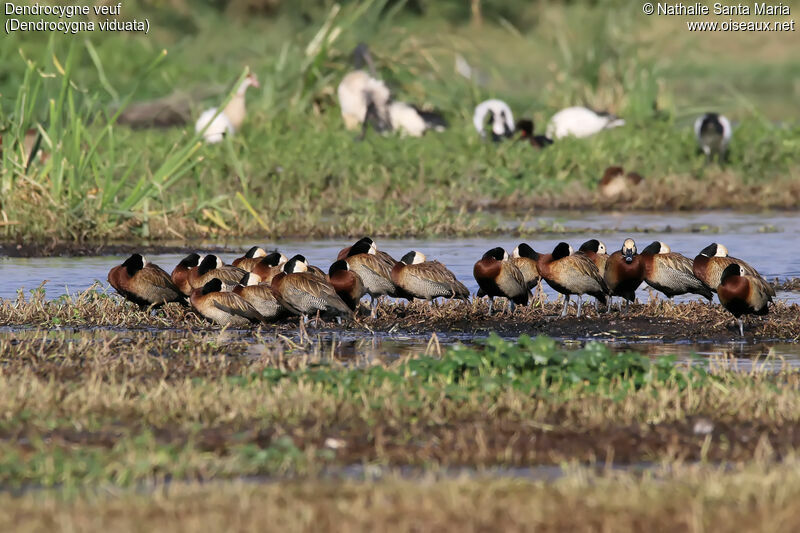 Dendrocygne veuf, habitat