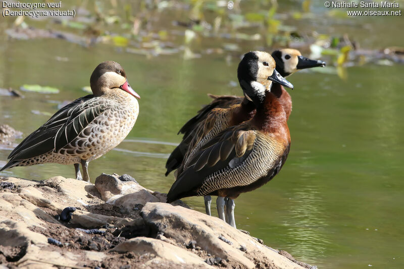 White-faced Whistling Duckadult, identification, habitat