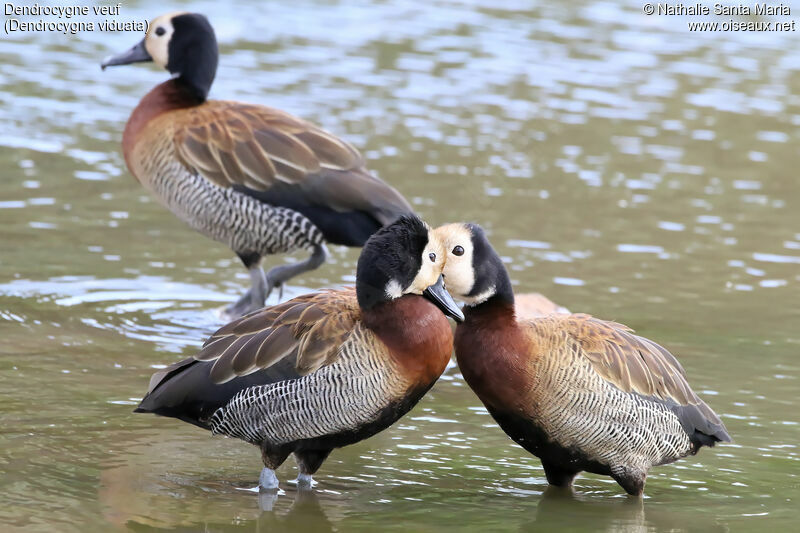 White-faced Whistling Duckadult, habitat, care