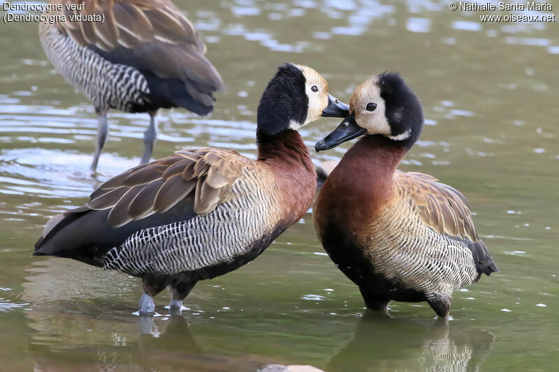 Dendrocygne veufadulte, soins