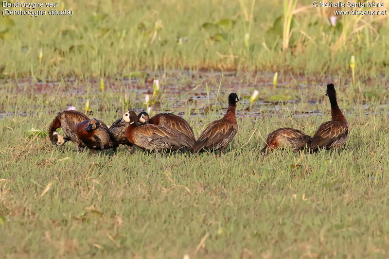 White-faced Whistling Duck, habitat, care