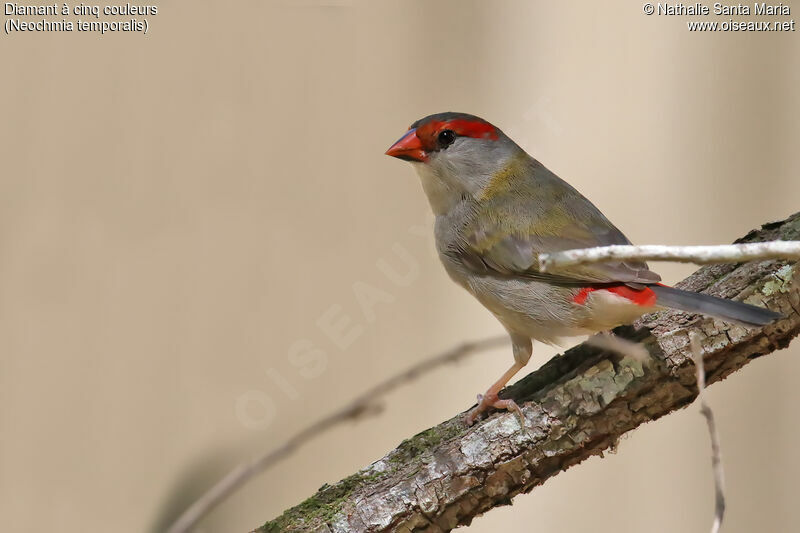 Red-browed Finchadult, identification