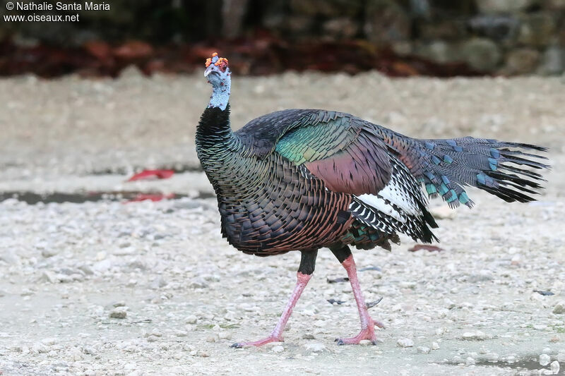 Dindon ocelléadulte, identification, marche