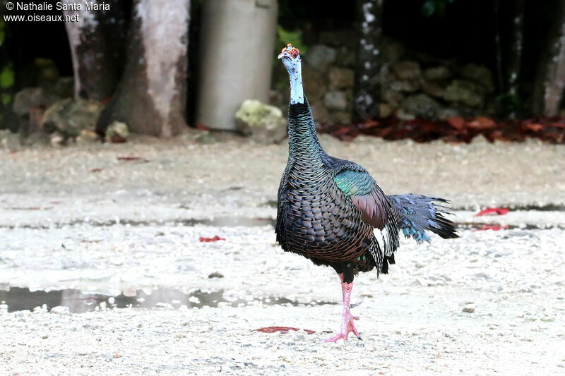 Dindon ocelléadulte, identification, marche