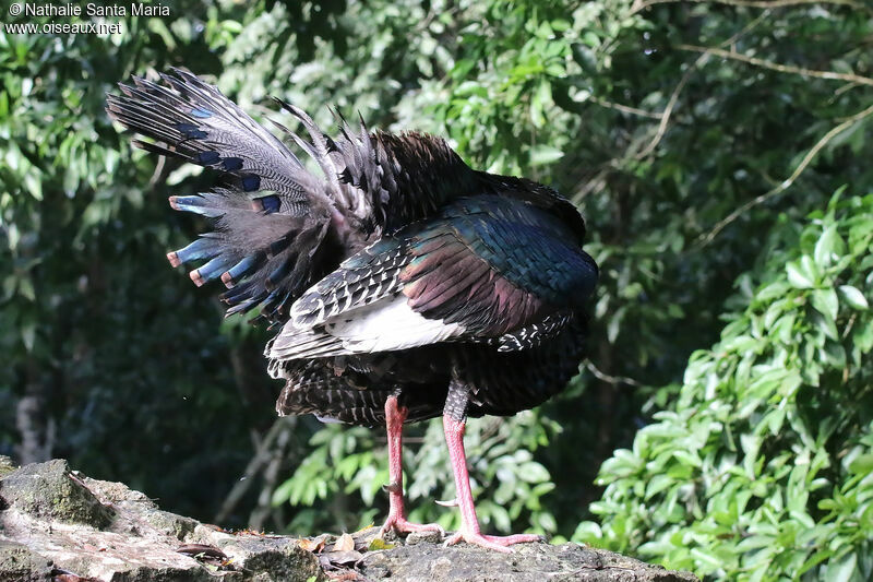 Ocellated Turkeyadult, identification, aspect