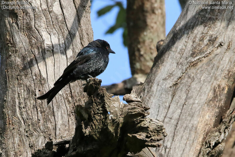 Drongo brillantadulte, identification, habitat, Comportement