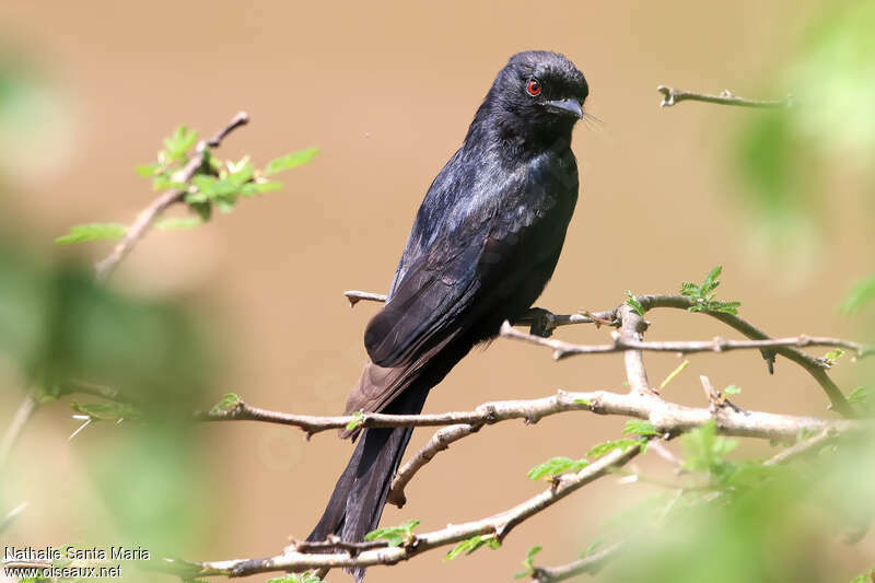 Drongo brillantadulte, pigmentation, Comportement