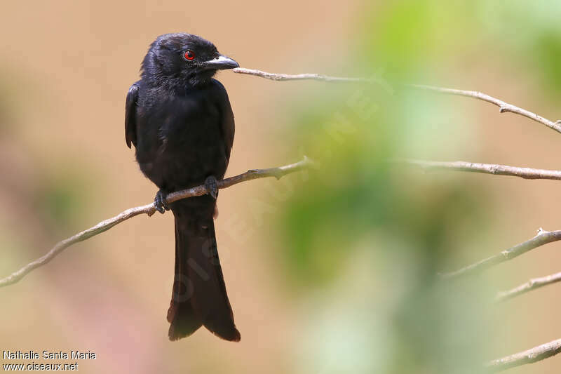 Drongo brillantadulte, portrait