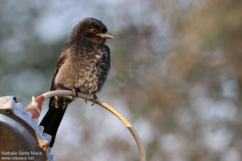 Drongo brillantimmature, identification