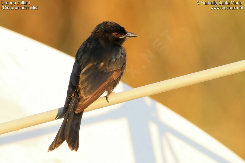 Fork-tailed Drongoadult, identification