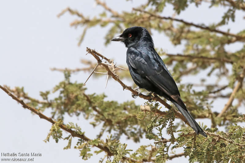 Drongo brillantadulte, pigmentation