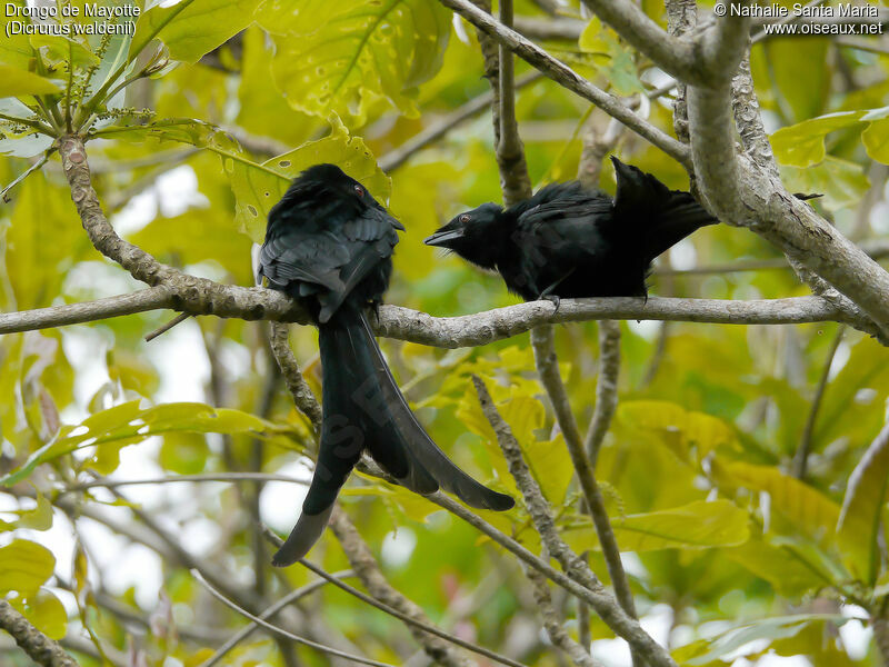 Drongo de Mayotteadulte, habitat, parade, Nidification, Comportement