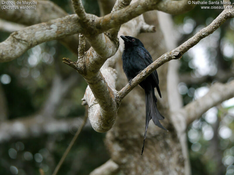 Drongo de Mayotteadulte, identification, Comportement