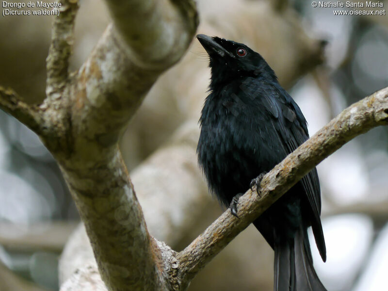 Drongo de Mayotteadulte, identification, portrait