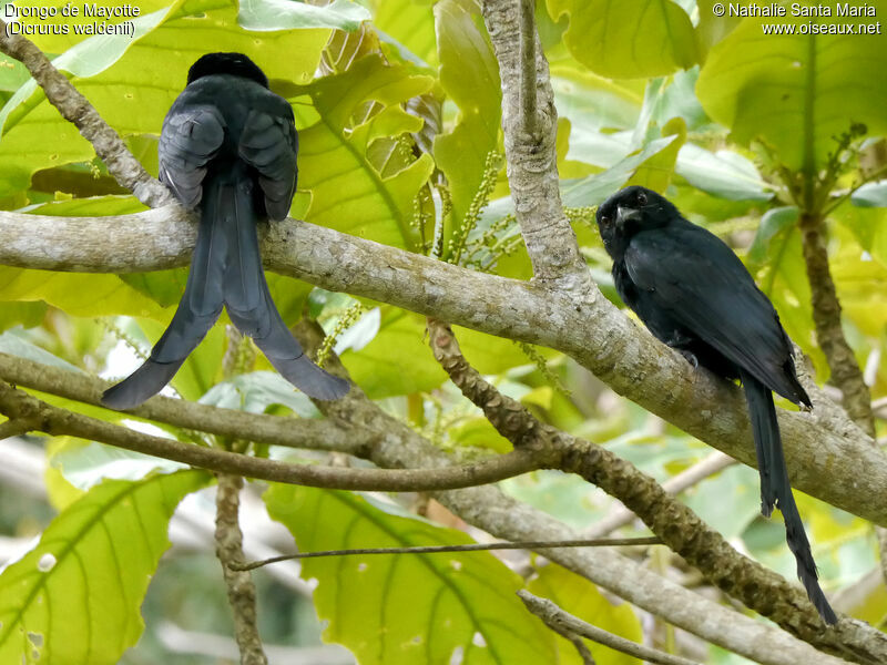 Drongo de Mayotteadulte, Nidification, Comportement