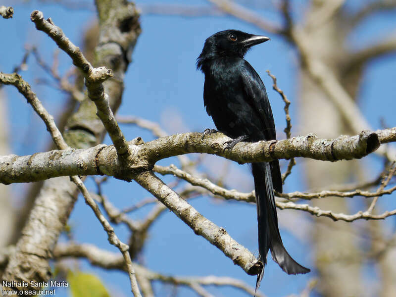 Drongo de Mayotteadulte, identification