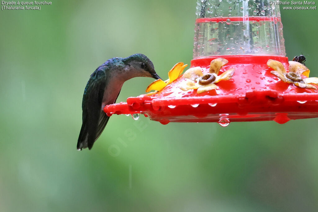 Dryade à queue fourchue