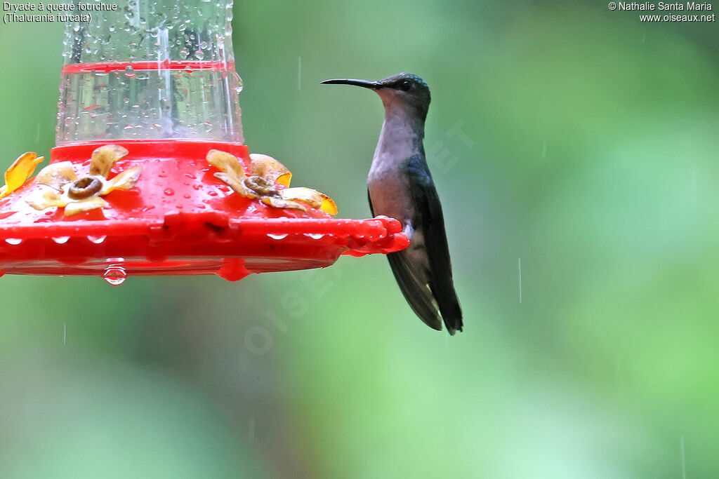 Dryade à queue fourchue femelle adulte, identification, pigmentation, régime