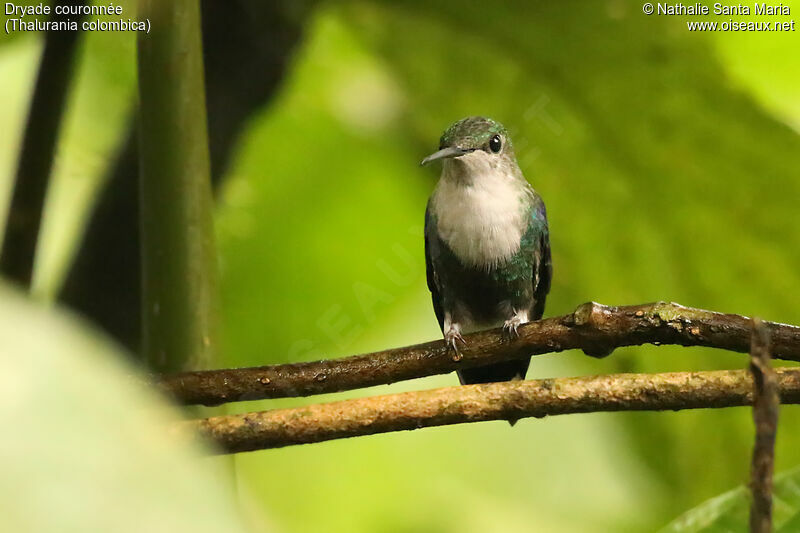 Crowned Woodnymph female adult, identification